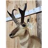 Image 4 : Pronghorn Antelope Shoulder Mount Taxidermy