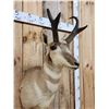Image 5 : Pronghorn Antelope Shoulder Mount Taxidermy