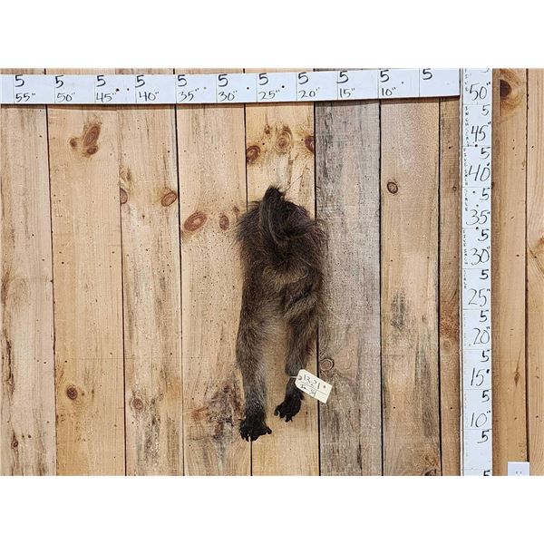 Baboon Rump Taxidermy