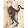 Image 2 : Baboon Rump Taxidermy