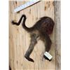Image 3 : Baboon Rump Taxidermy