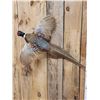Image 2 : Ringneck Pheasant In Flight Bird Taxidermy