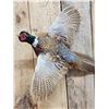 Image 3 : Ringneck Pheasant In Flight Bird Taxidermy