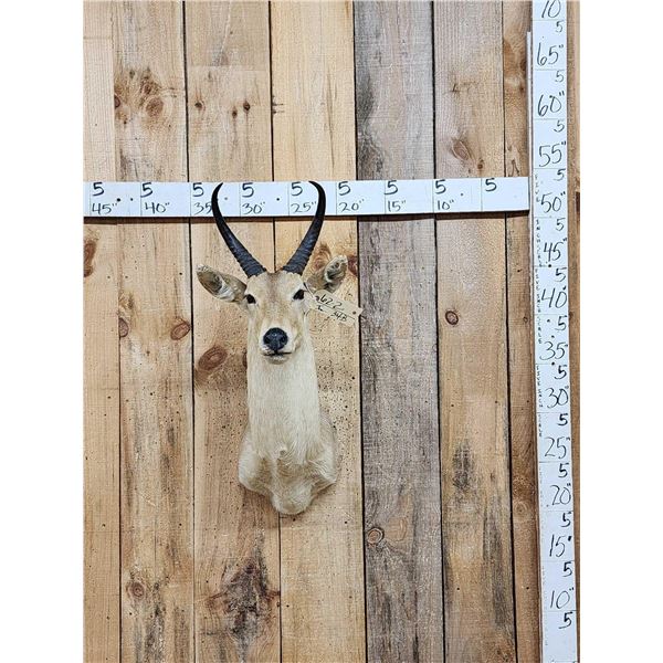 African Reedbuck Shoulder Mount Taxidermy