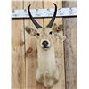 Image 2 : African Reedbuck Shoulder Mount Taxidermy