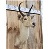 Image 3 : African Reedbuck Shoulder Mount Taxidermy