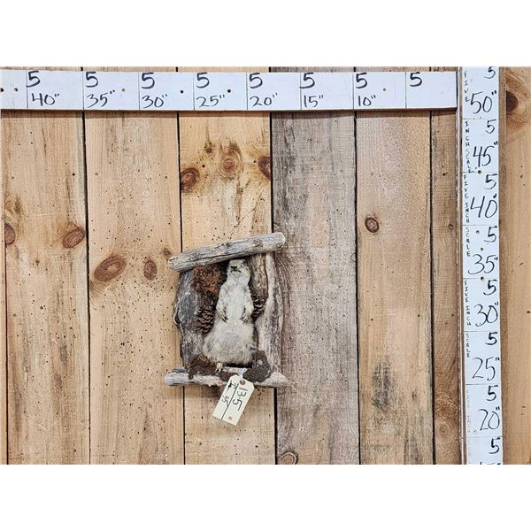 Prairie Dog In A Den Taxidermy