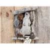 Image 2 : Prairie Dog In A Den Taxidermy