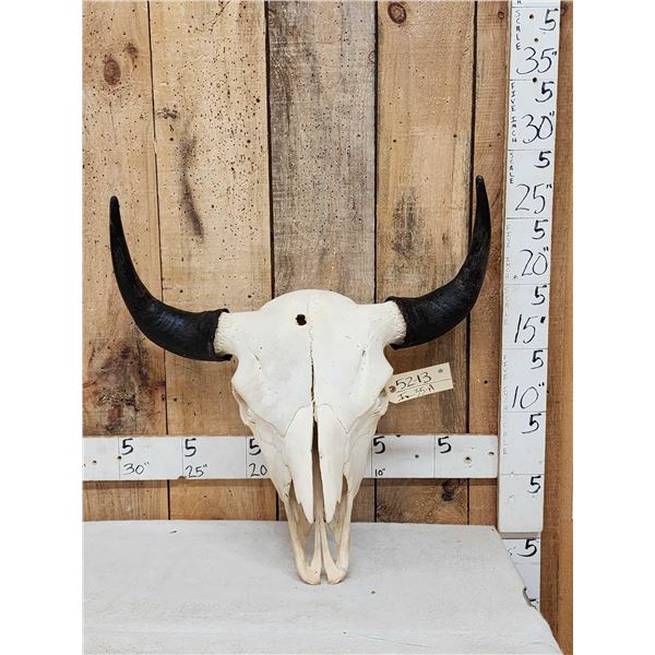 American Bison Buffalo Skull Taxidermy