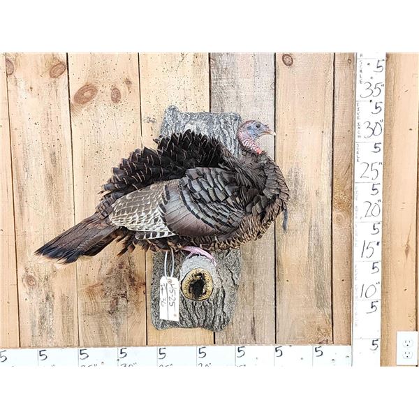 Tom Turkey Full Body Bird Taxidermy