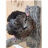 Image 3 : Tom Turkey Full Body Bird Taxidermy