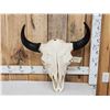 Image 1 : American Bison Buffalo Skull Taxidermy