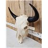Image 2 : American Bison Buffalo Skull Taxidermy