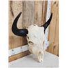 Image 3 : American Bison Buffalo Skull Taxidermy