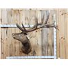 Image 1 : Big 6x7 Bugling Elk Shoulder Mount Taxidermy