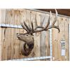 Image 2 : Big 6x7 Bugling Elk Shoulder Mount Taxidermy