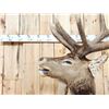 Image 3 : Big 6x7 Bugling Elk Shoulder Mount Taxidermy