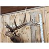 Image 4 : Big 6x7 Bugling Elk Shoulder Mount Taxidermy