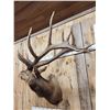 Image 5 : Big 6x7 Bugling Elk Shoulder Mount Taxidermy