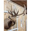 Image 6 : Big 6x7 Bugling Elk Shoulder Mount Taxidermy