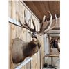 Image 7 : Big 6x7 Bugling Elk Shoulder Mount Taxidermy