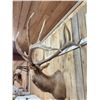Image 8 : Big 6x7 Bugling Elk Shoulder Mount Taxidermy