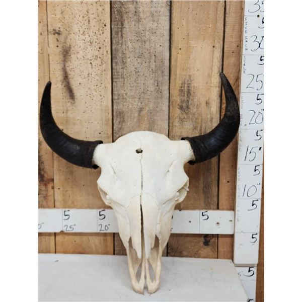 American Bison Buffalo Skull Taxidermy