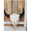 Image 1 : American Bison Buffalo Skull Taxidermy