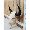Image 2 : American Bison Buffalo Skull Taxidermy
