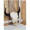 Image 3 : American Bison Buffalo Skull Taxidermy