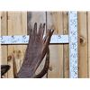 Image 2 : 58" Wide Alaskan Moose Shoulder Mount Taxidermy