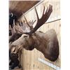 Image 7 : 58" Wide Alaskan Moose Shoulder Mount Taxidermy