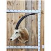 Image 1 : African Scimitar Horned Oryx Shoulder Mount Taxidermy