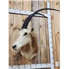 Image 2 : African Scimitar Horned Oryx Shoulder Mount Taxidermy
