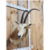 Image 3 : African Scimitar Horned Oryx Shoulder Mount Taxidermy