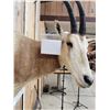 Image 5 : African Scimitar Horned Oryx Shoulder Mount Taxidermy