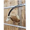Image 6 : African Scimitar Horned Oryx Shoulder Mount Taxidermy