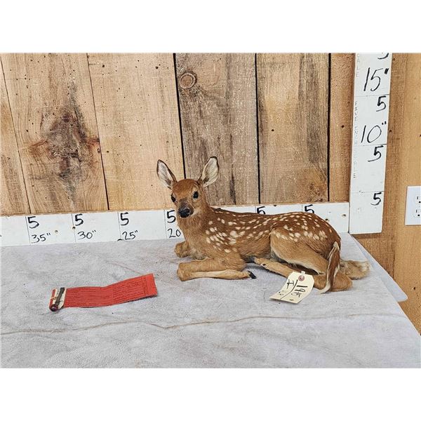Baby Whitetail Fawn Full Body Taxidermy Mount