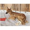 Image 2 : Baby Whitetail Fawn Full Body Taxidermy Mount