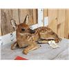 Image 3 : Baby Whitetail Fawn Full Body Taxidermy Mount