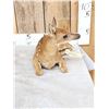 Image 4 : Baby Whitetail Fawn Full Body Taxidermy Mount