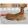 Image 5 : Baby Whitetail Fawn Full Body Taxidermy Mount
