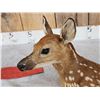 Image 6 : Baby Whitetail Fawn Full Body Taxidermy Mount