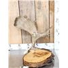 Image 1 : Live Edge Wood & Moose Antler Desk Lamp