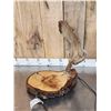 Image 3 : Live Edge Wood & Moose Antler Desk Lamp