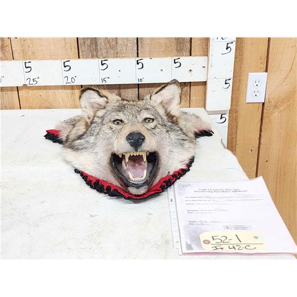 Alaskan Wolf Head Taxidermy
