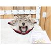Image 1 : Alaskan Wolf Head Taxidermy