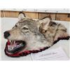 Image 2 : Alaskan Wolf Head Taxidermy