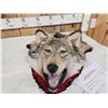 Image 3 : Alaskan Wolf Head Taxidermy