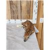 Image 1 : Baby Whitetail Fawn Full Body Taxidermy Mount